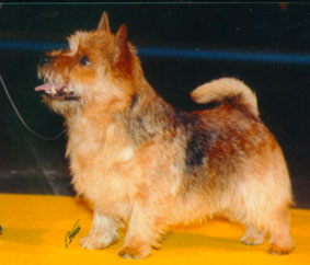 Wesaborgs Pumbaa