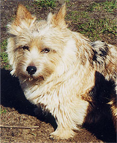 Vip Lady Tuffy v. Litzlbach