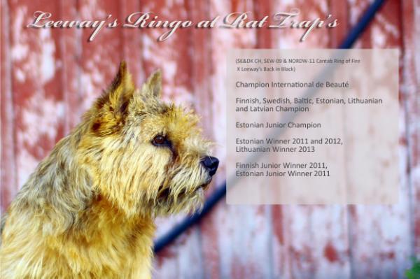 Leeway's Ringo at Rat Trap's