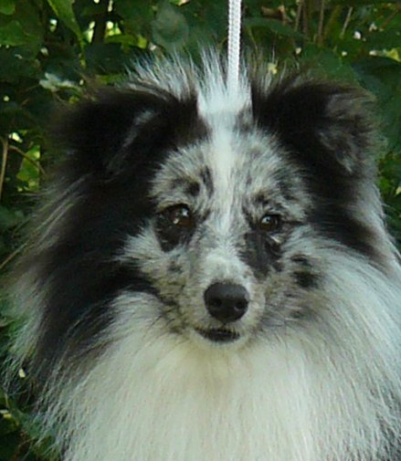 Rednalf Dollár Silver
