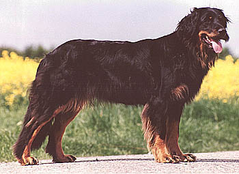 Tonga von der Ehrenpforte