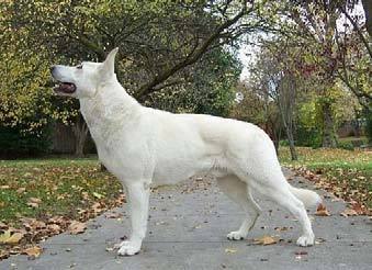 pedigree database white shepherd