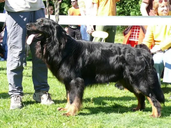 Artu Královské Srdce