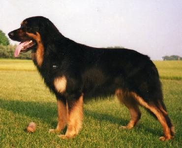 Enno vom Hohefeld
