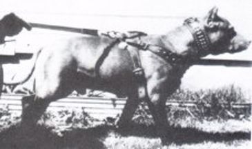 Hemphill s Geronimo II