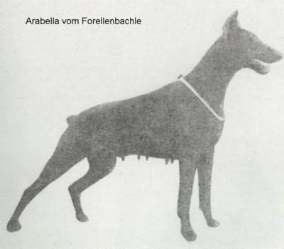 Arabella V Forellenbachle
