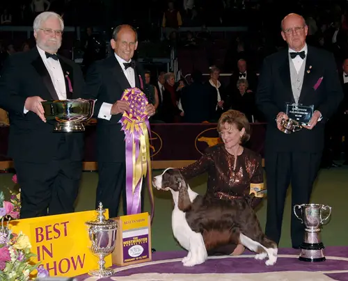 felicity english springer spaniels