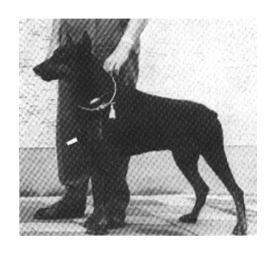 Jago Von Fuerstenfeld