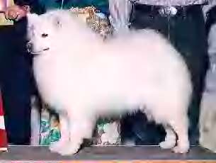 Cascade's Shasta-Sno