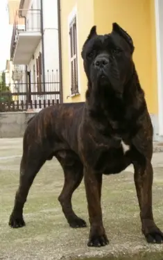 Dyrium cane sales corso