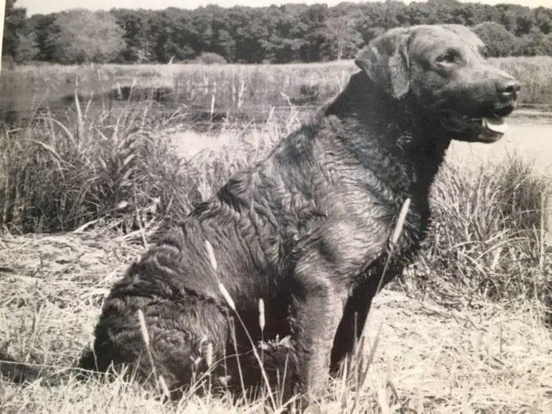 caroway chesapeake bay retrievers