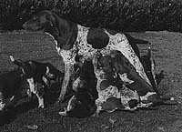 Sitta v. Hege-Haus