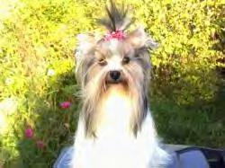 Veralyn's S-Daisy