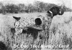 Dee Tee's Baron von Greif