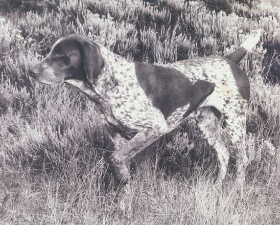 Von Thalberg's Fritz II