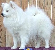 Wintersun Fox' Tia Rhumba