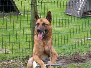 Nvbk sales malinois breeders