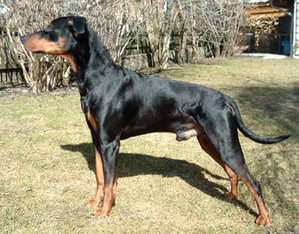 CAMERO von Calpunia