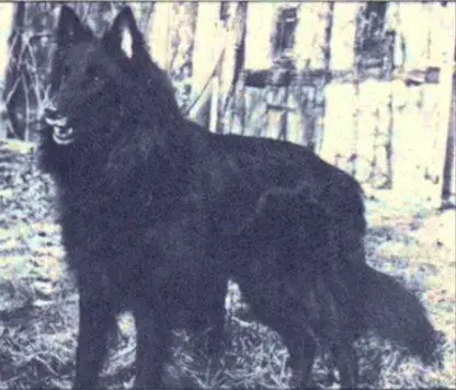 Keynos Sparafucile