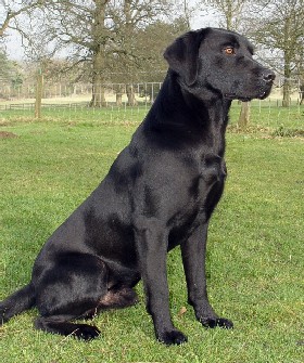 can puppies eat pork chops