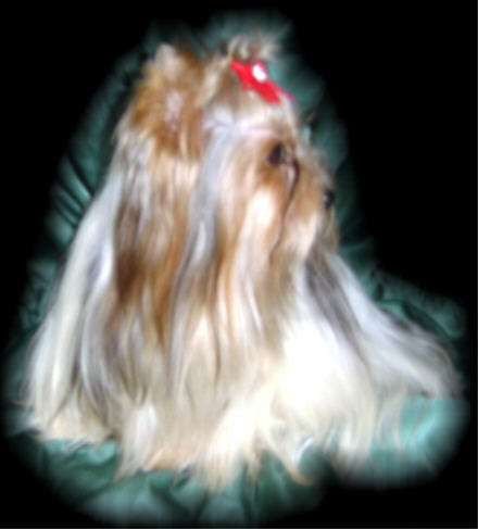 Chessi von der Puppi Ranch