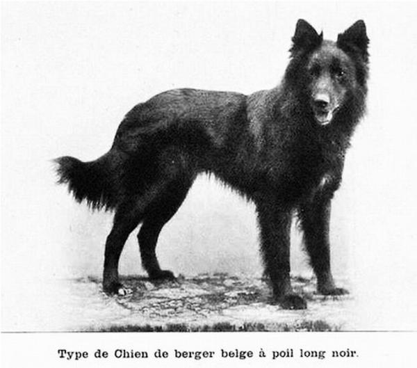 Dax (1899) LOSH  6147