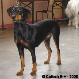 AKIRA vom Elfenreich