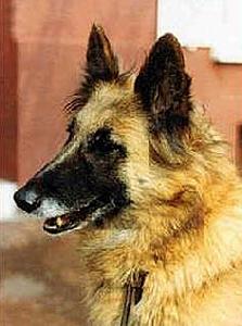 Teksa du Sart des Bois