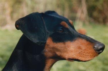 DOLLY vom Münchhof