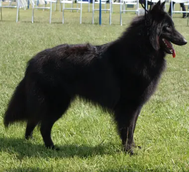 adonis clever canin