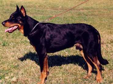 Buster Fedar