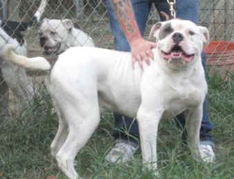 English bulldog by SMK