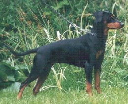 Duffyco's FILISS