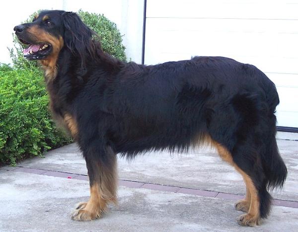 Cara von der Alten Fuchsfarm