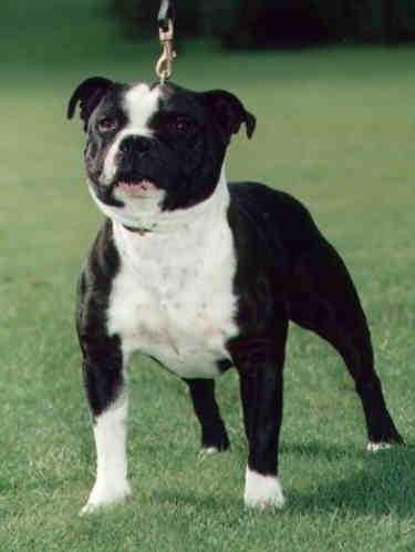 Tenacious Onest Oscar