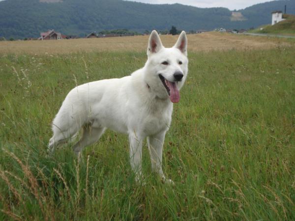 White German Shepherd Puppies for Sale for Sport and Family
