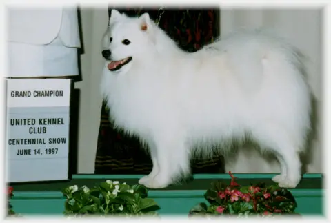 Pinebrook Windwalker of Thorne