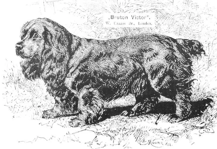 Bruton Victor (Cocker Spaniel)