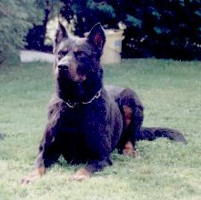 Djak de Chalmour