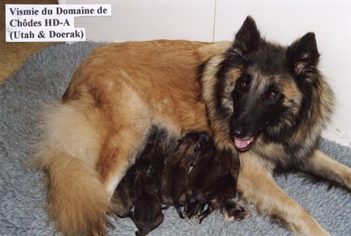 Vismie du Domaine de Chôdes