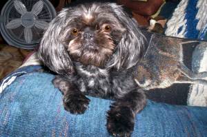 Doc's Koko Li Tzu