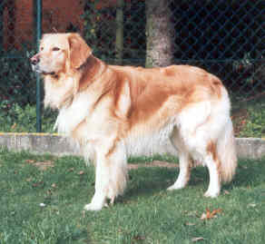 Pancho von Ascona