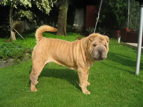 Blonde shop shar pei