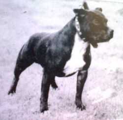 Wardrum Settle it Samson