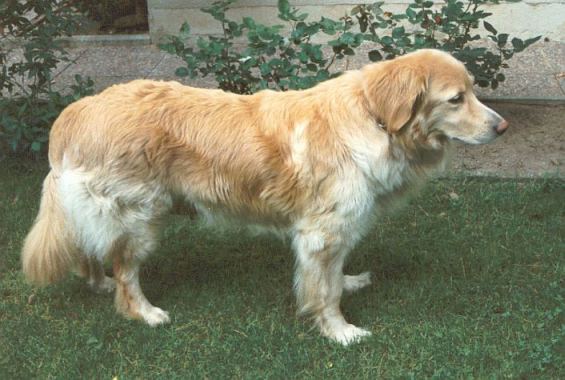Berry von der Weissbach