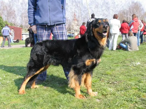 Charlie z Budské samoty