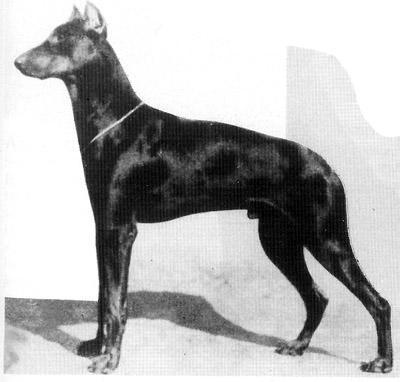 Figaro von Sigalsburg
