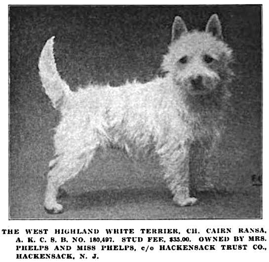 west highland white terrier history