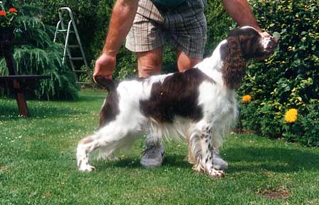 English springer spaniel pedigree hot sale database