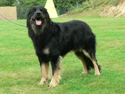 Nasthus Animagus
